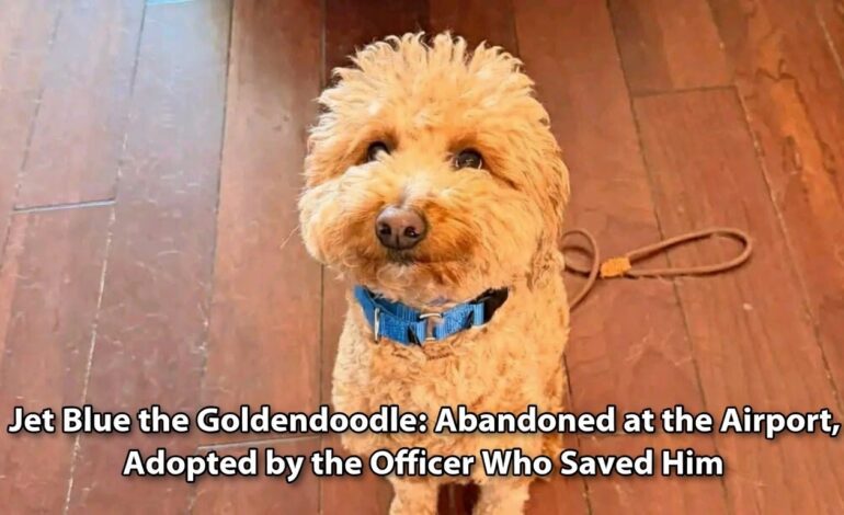 Jet Blue the Goldendoodle: Abandoned at the Airport, Adopted by the Officer Who Saved Him