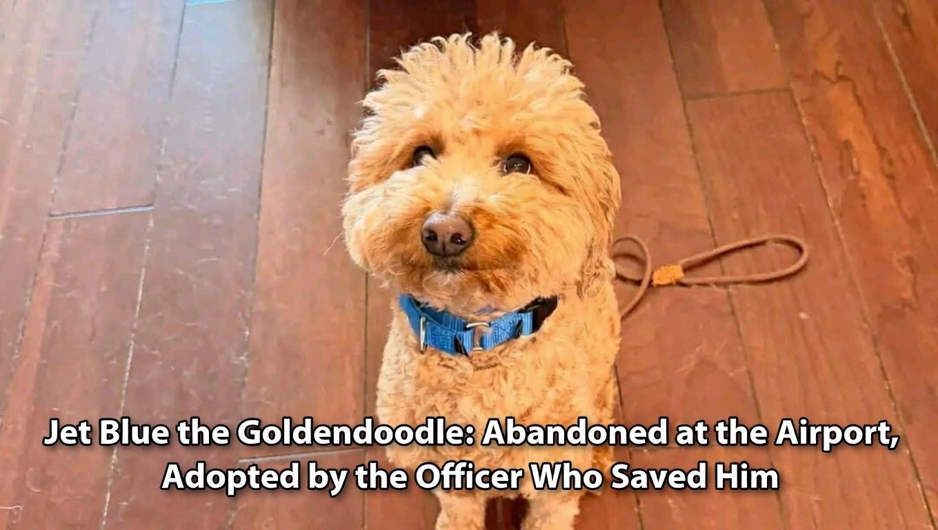 Jet Blue the Goldendoodle: Abandoned at the Airport, Adopted by the Officer Who Saved Him