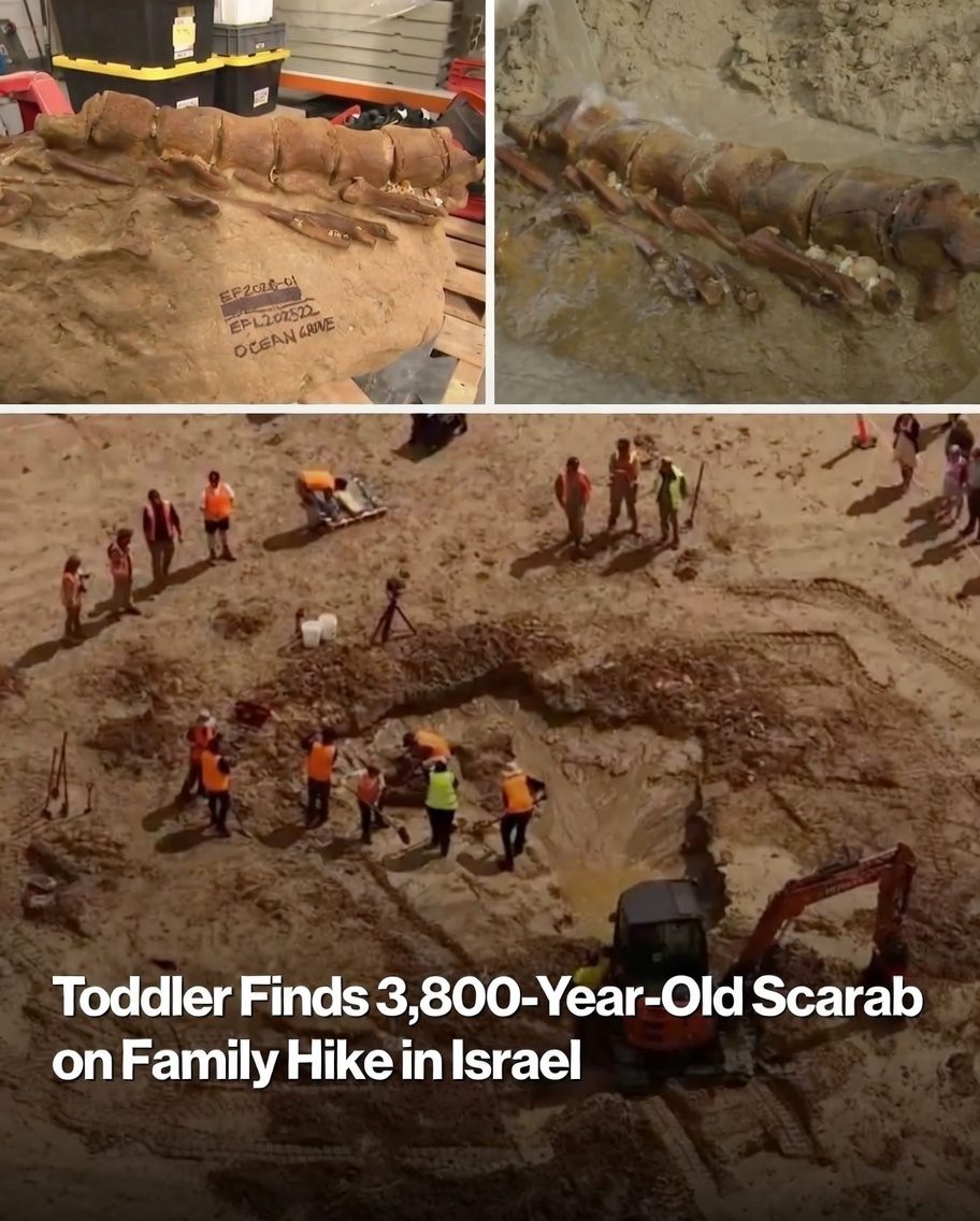 Toddler Finds 3,800-Year-Old Scarab on Family Hike in Israel: The Full Story of Ziv Nitzan’s Extraordinary Discovery