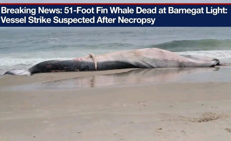 51-Foot Fin Whale Dead at Barnegat Light: Vessel Strike Suspected After Necropsy