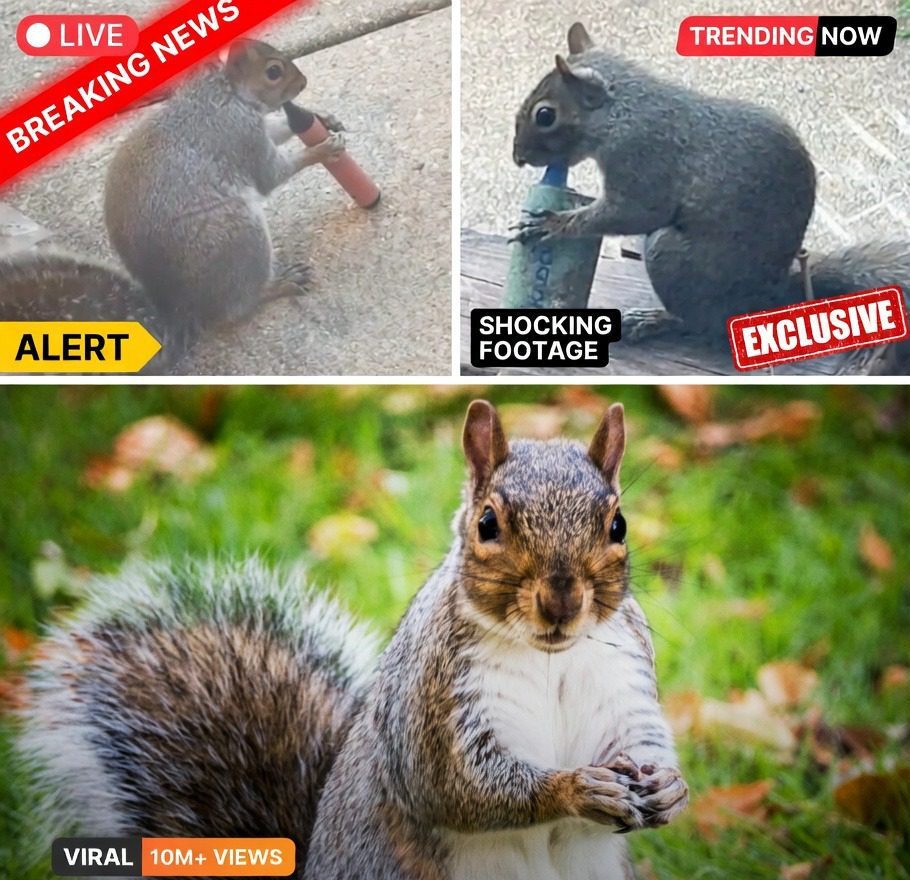 Squirrels Mistake Fruity Vapes for Snacks — What Happens Next Is Wild