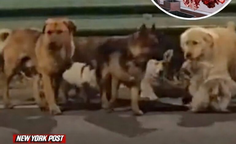 7 Dogs Defied All Odds… What Happened Next Will Melt Your Heart