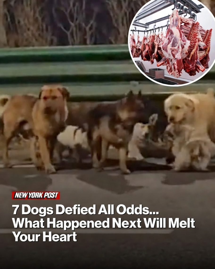 7 Dogs Defied All Odds… What Happened Next Will Melt Your Heart