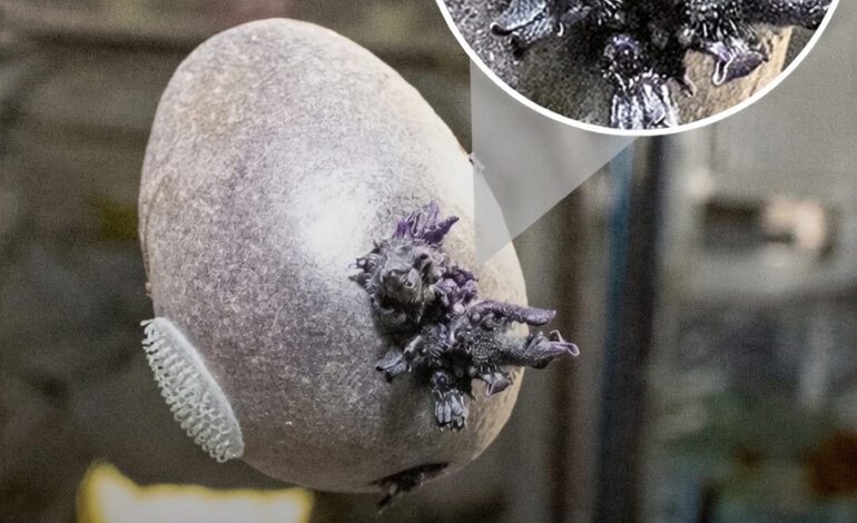 Astronauts Spotted a Strange Tentacled Object on the ISS… The Truth Left Everyone Speechless