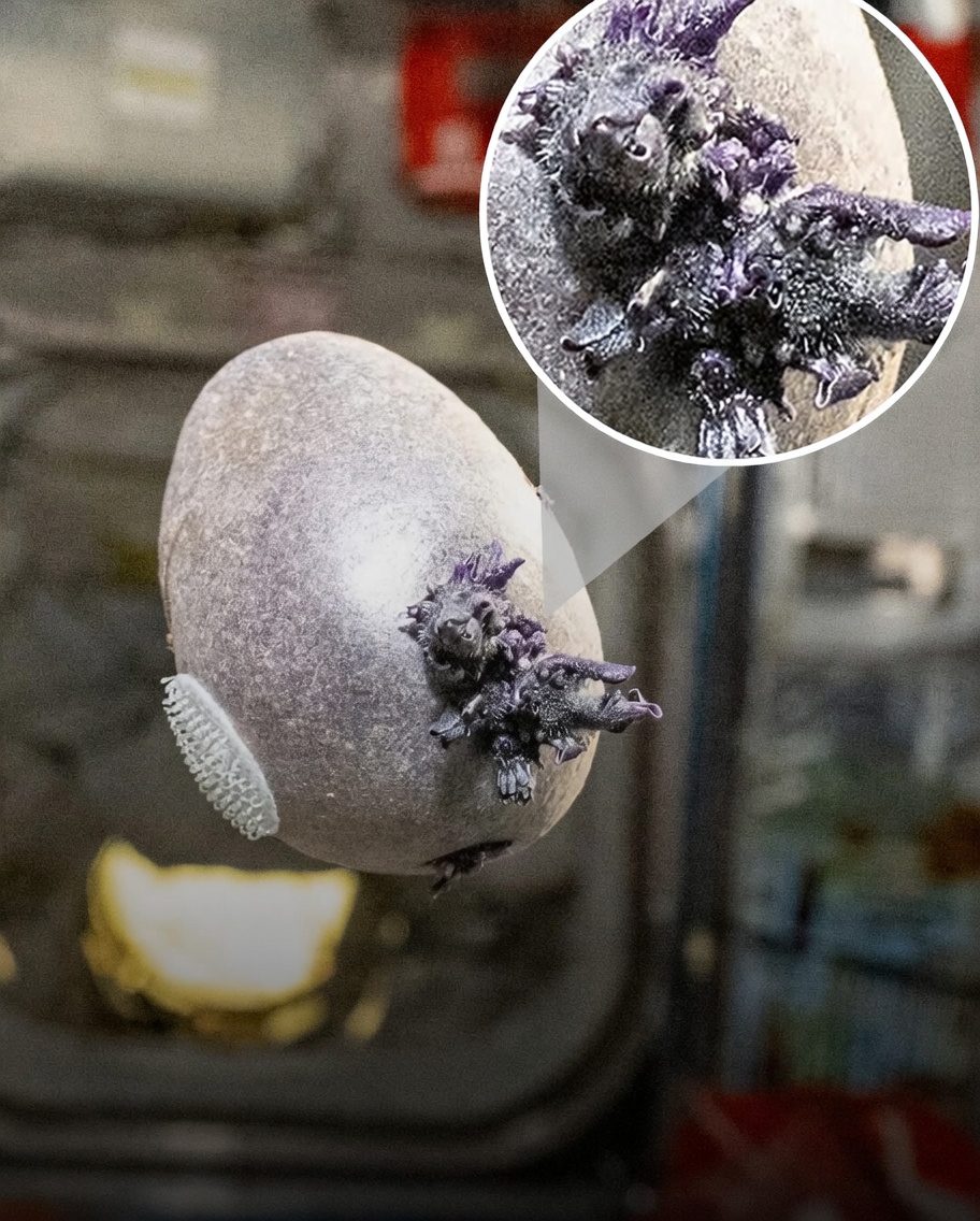 Astronauts Spotted a Strange Tentacled Object on the ISS… The Truth Left Everyone Speechless