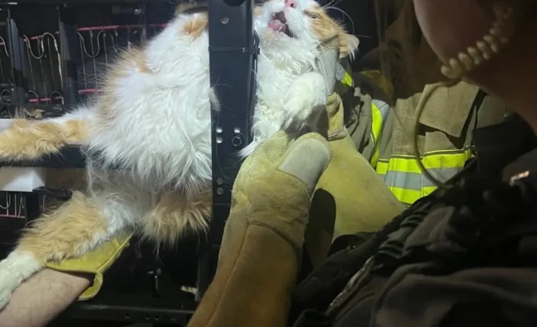 This Chubby Cat Tried to Hide From the Vet… But Ended Up Stuck Inside a Recliner What Firefighters Found Will Make You Laugh